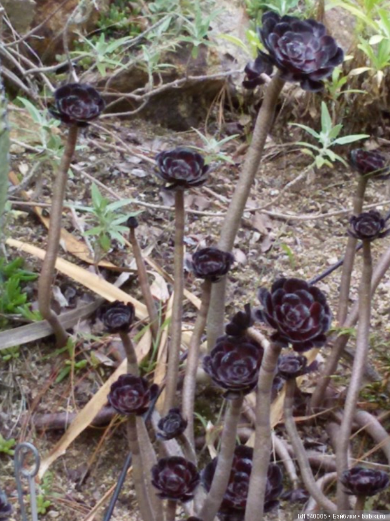 Путешествие Минуш в Испанию. Каталония. Ч.4. Райские сады (продолжение)