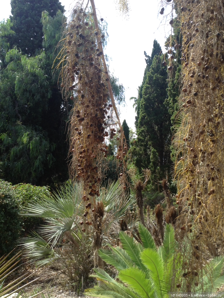 Путешествие Минуш в Испанию. Каталония. Ч.4. Райские сады (продолжение) (фото 9)