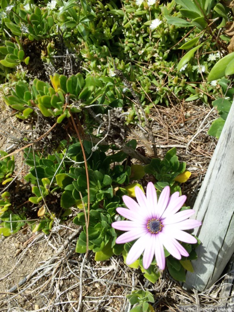 Путешествие Минуш в Испанию. Каталония. Ч.5. Райские сады (окончание) (фото 9)