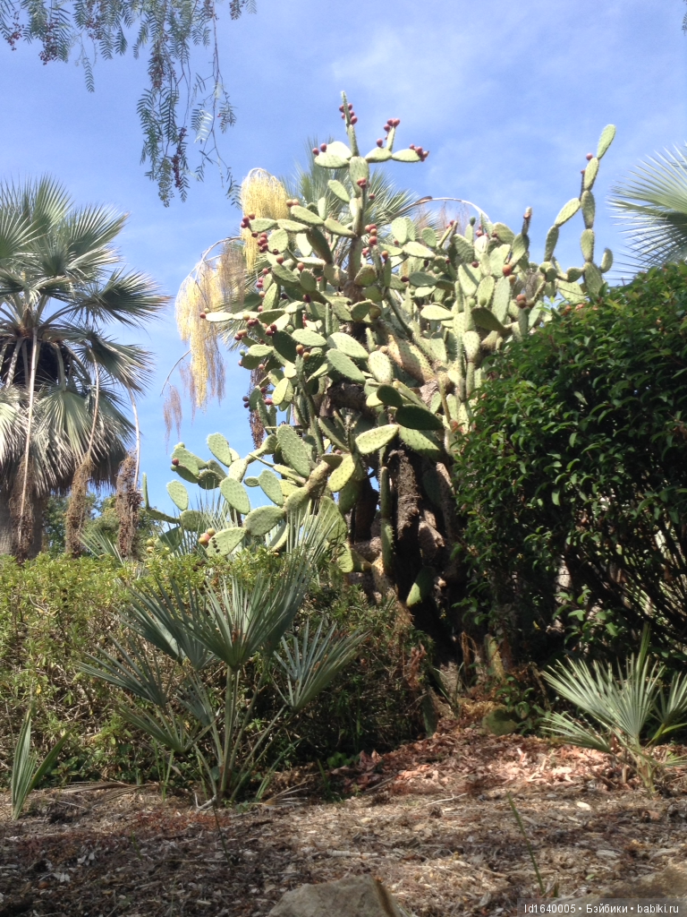 Путешествие Минуш в Испанию. Каталония. Ч.4. Райские сады (продолжение) (фото 8)