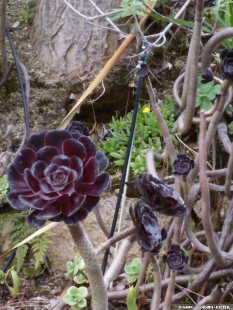 Путешествие Минуш в Испанию. Каталония. Ч.4. Райские сады (продолжение)