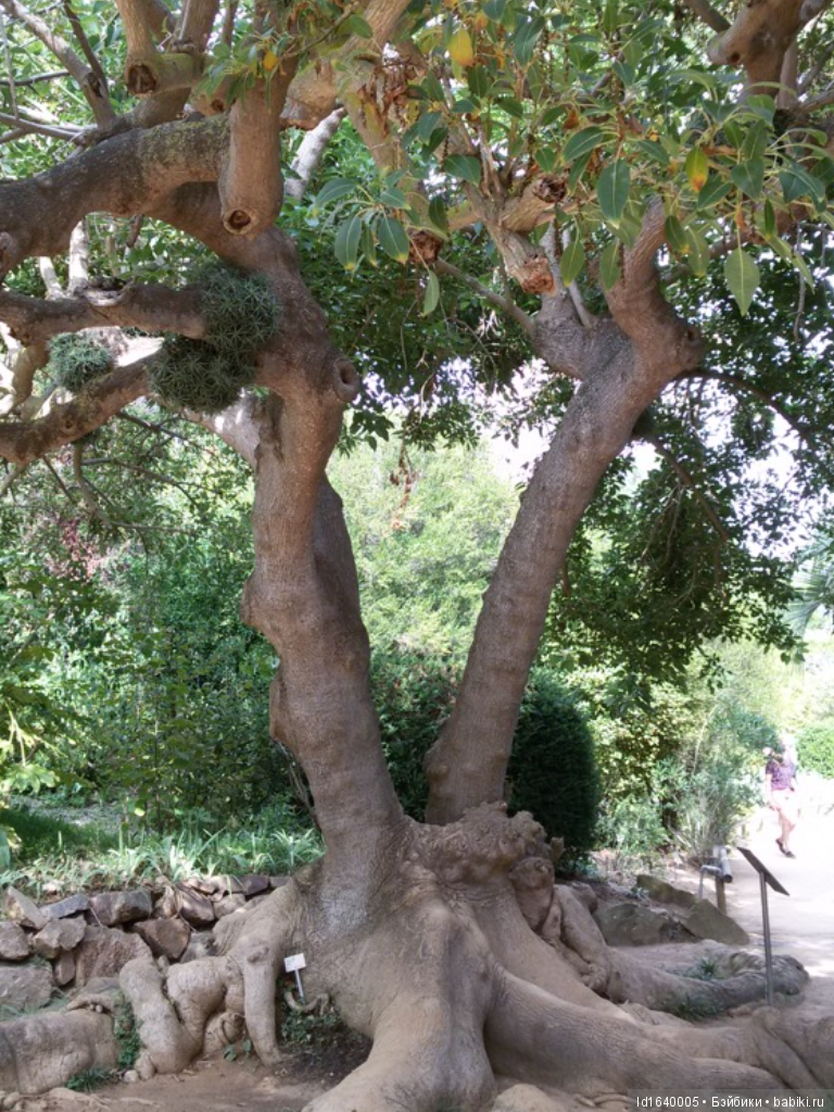 Путешествие Минуш в Испанию. Каталония. Ч.4. Райские сады (продолжение)