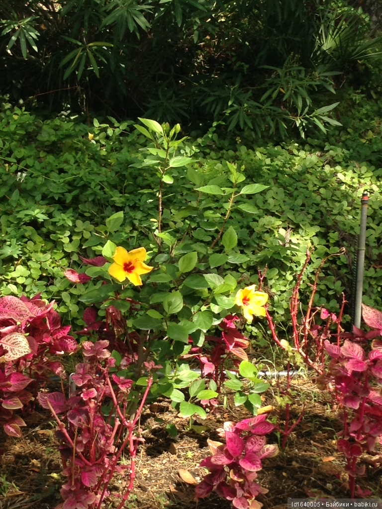 Путешествие Минуш в Испанию. Каталония. Ч.4. Райские сады (продолжение)