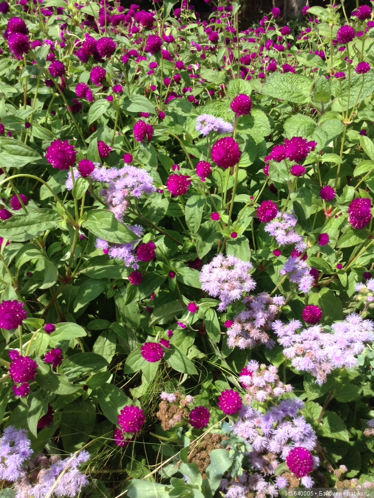 Путешествие Минуш в Испанию. Каталония. Ч.4. Райские сады (продолжение) (фото 3)