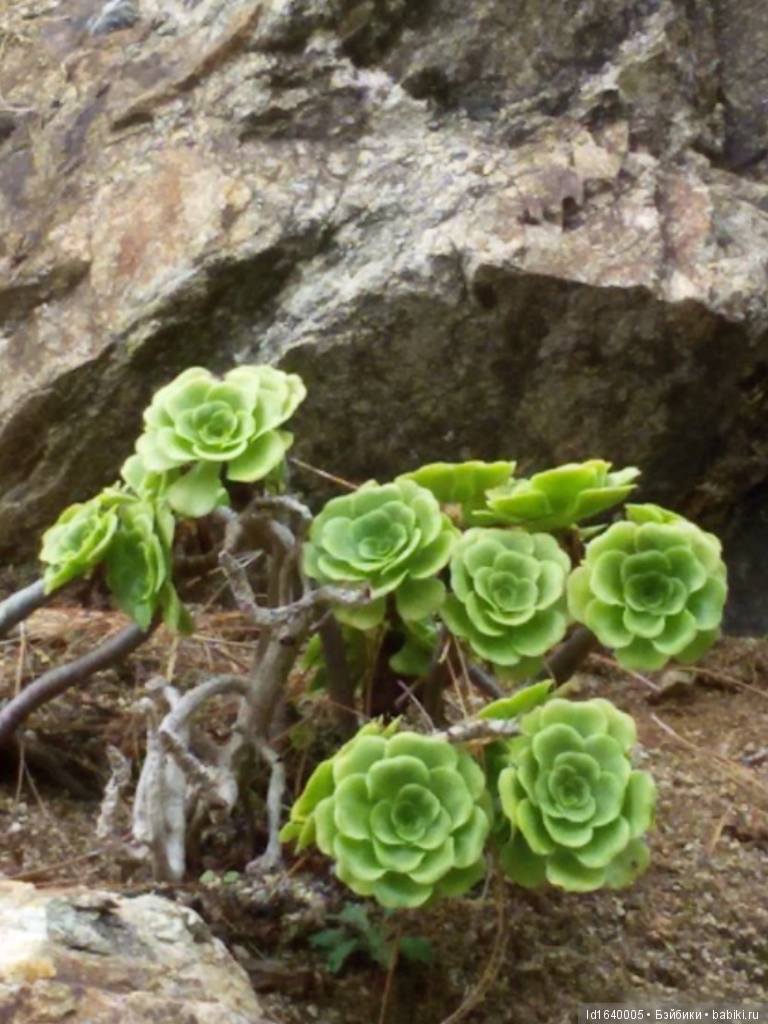 Путешествие Минуш в Испанию. Каталония. Ч.4. Райские сады (продолжение)