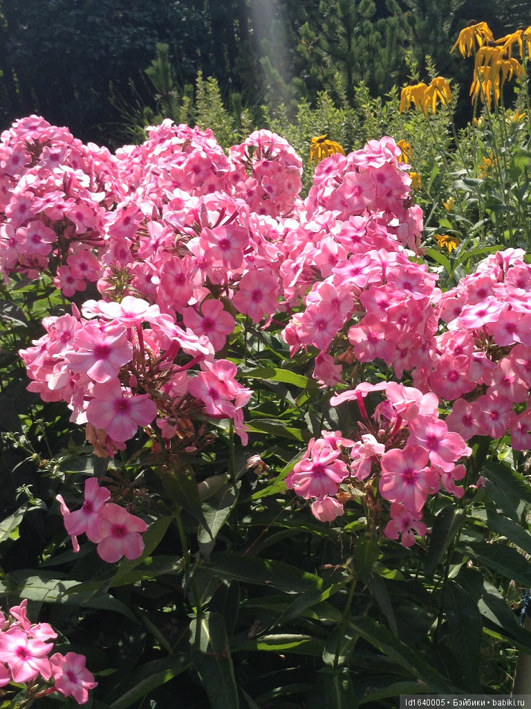 Красное наваждение или Что сорока на хвосте принесла