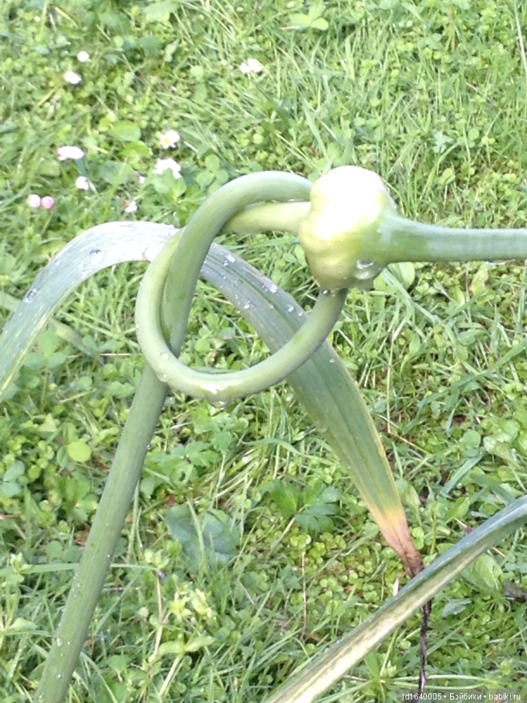 Красное наваждение или Что сорока на хвосте принесла