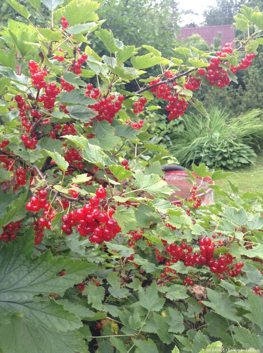 Красное наваждение или Что сорока на хвосте принесла (фото 7)