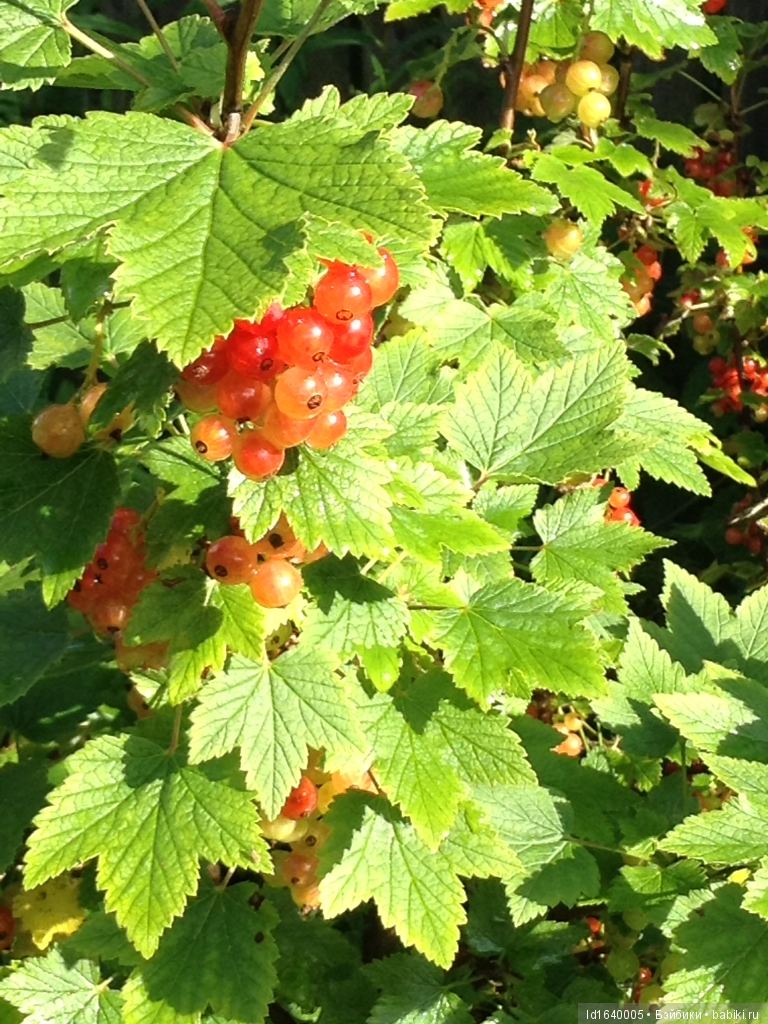 Красное наваждение или Что сорока на хвосте принесла (фото 9)