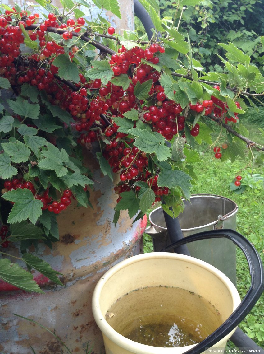 Красное наваждение или Что сорока на хвосте принесла (фото 8)