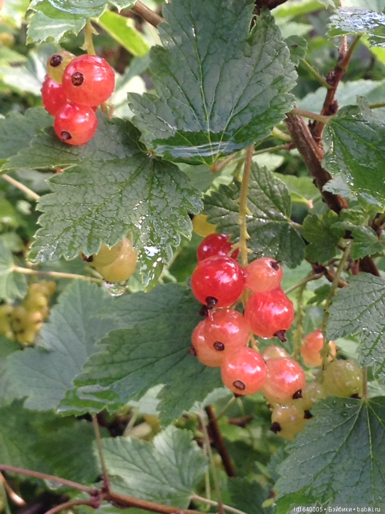 Красное наваждение или Что сорока на хвосте принесла