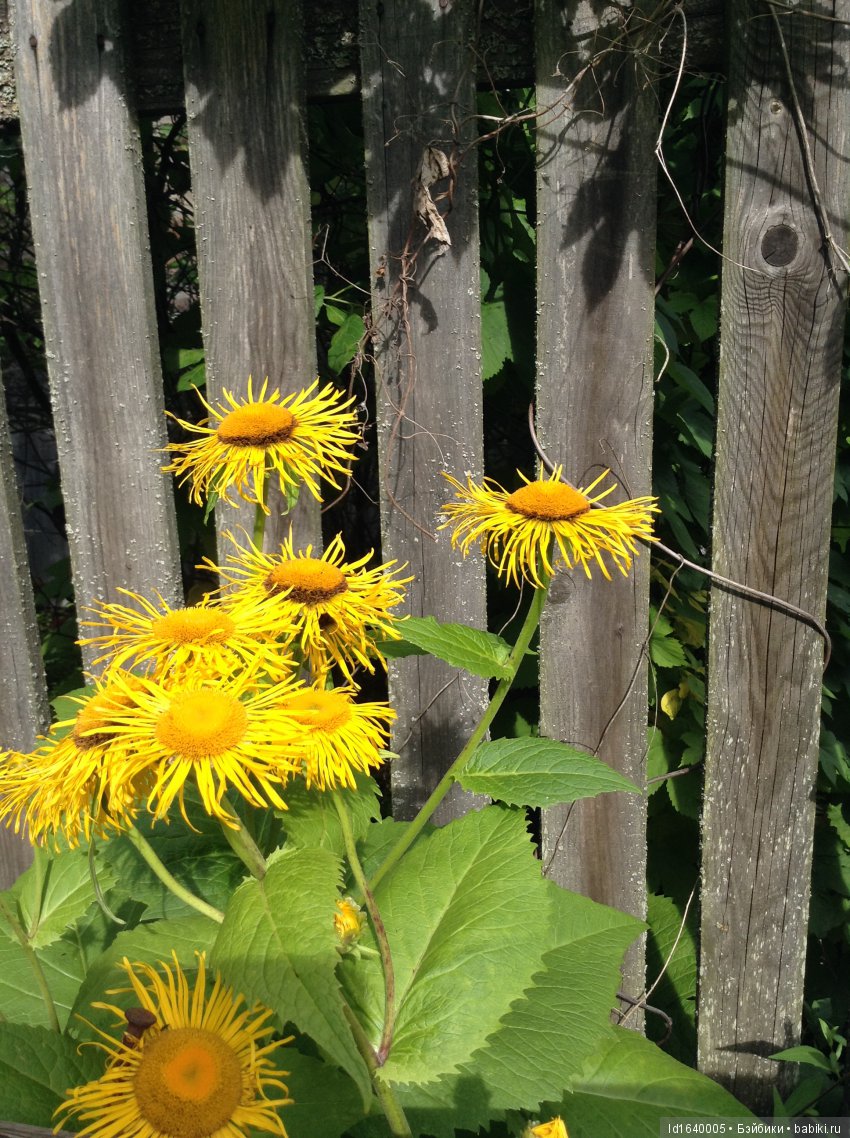 Красное наваждение или Что сорока на хвосте принесла (фото 4)