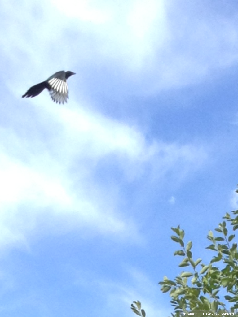 Красное наваждение или Что сорока на хвосте принесла