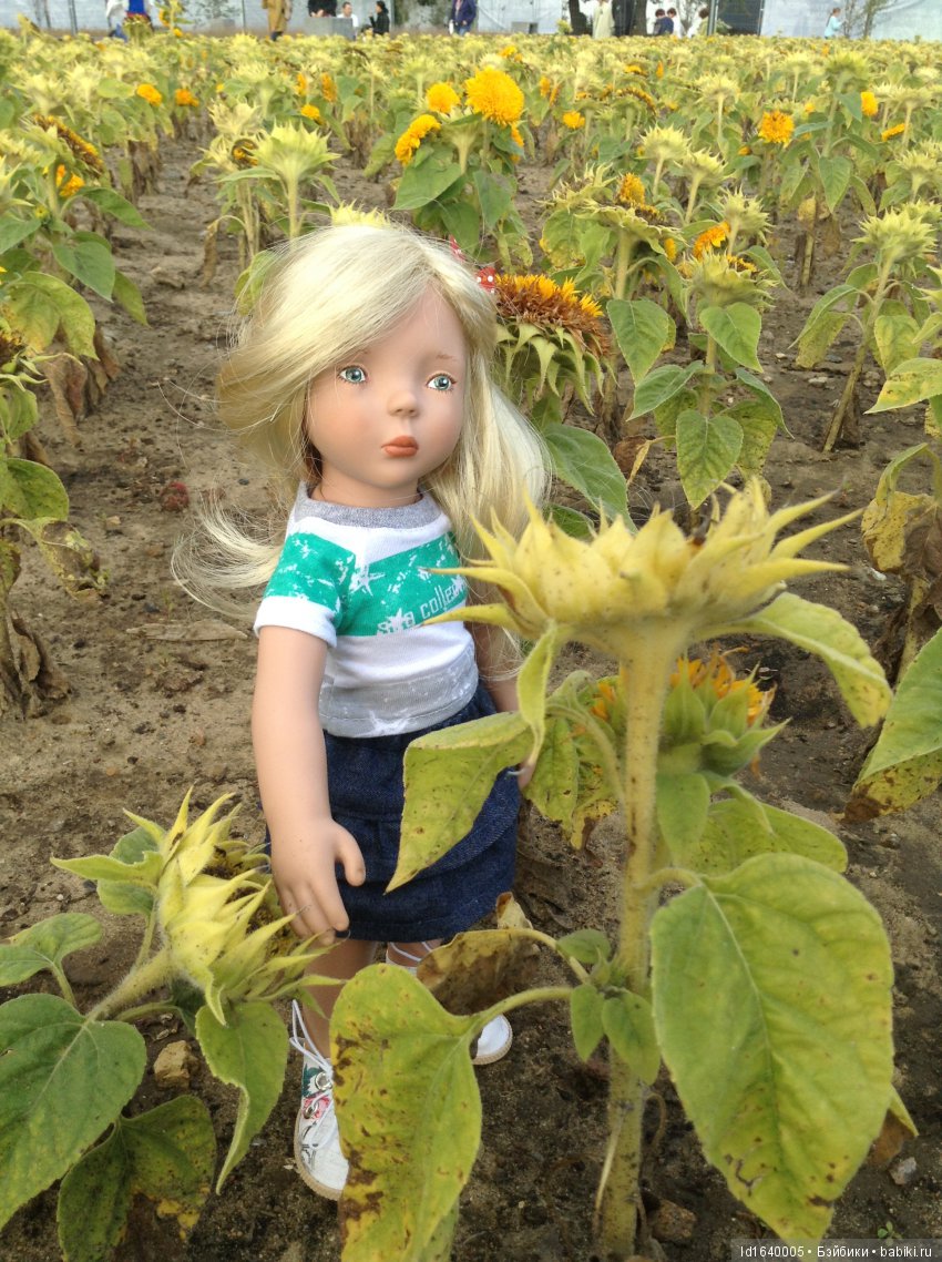 Когда отцветает гелиантус. Солнечный цветок