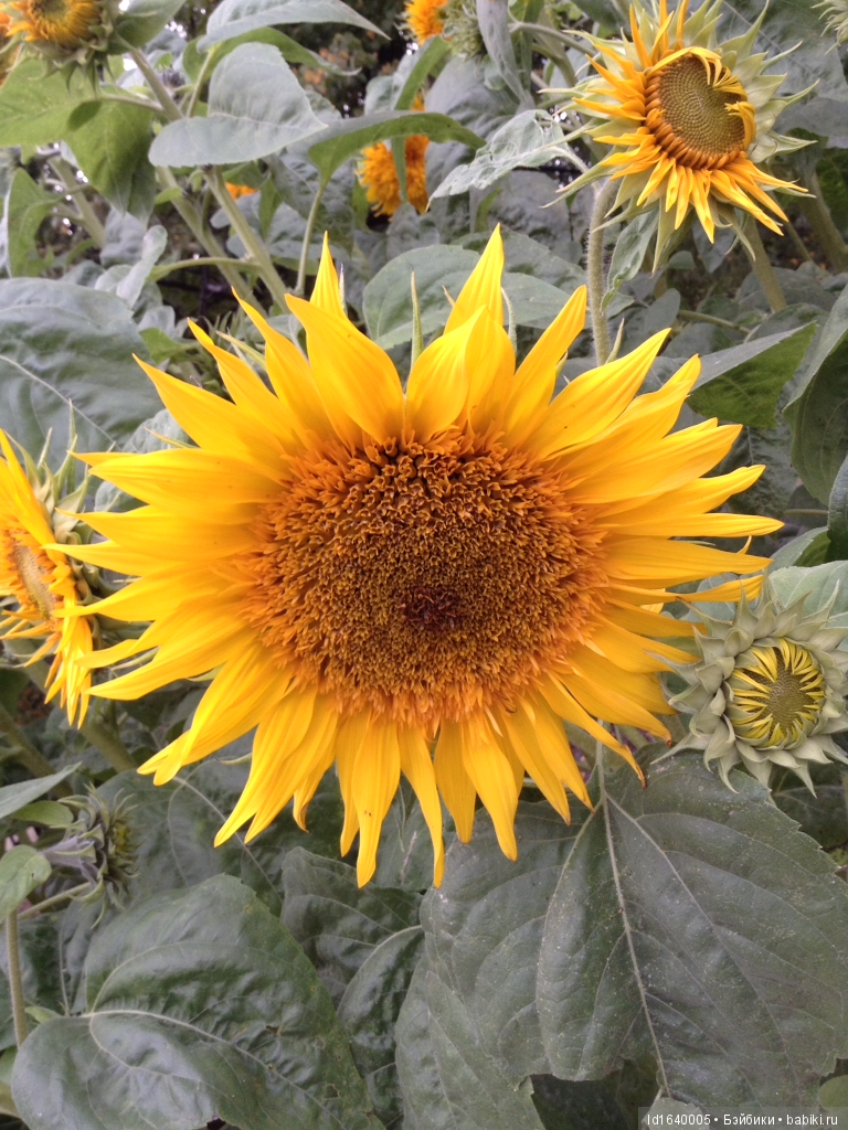 Когда отцветает гелиантус. Солнечный цветок