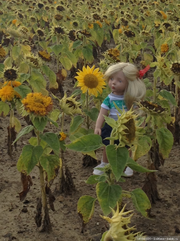 Когда отцветает гелиантус. Солнечный цветок