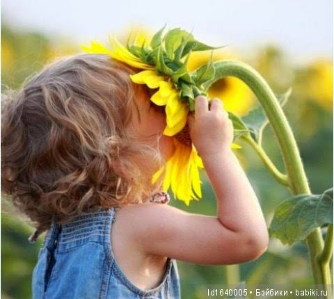 Когда отцветает гелиантус. Солнечный цветок