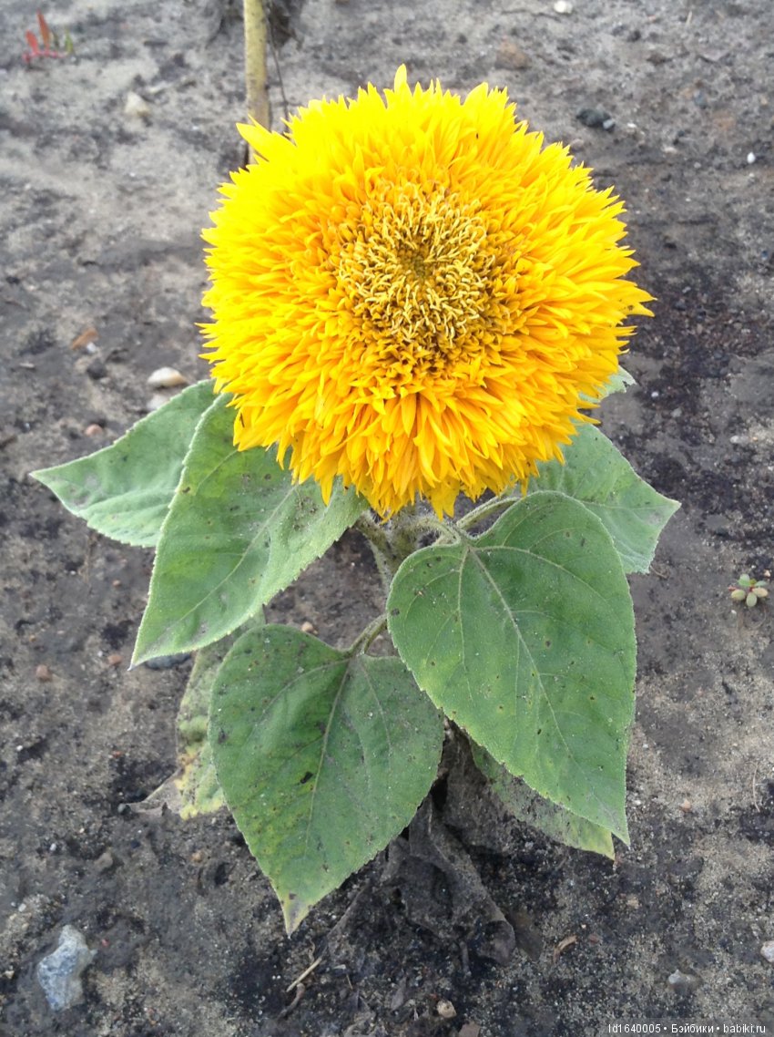 Когда отцветает гелиантус. Солнечный цветок