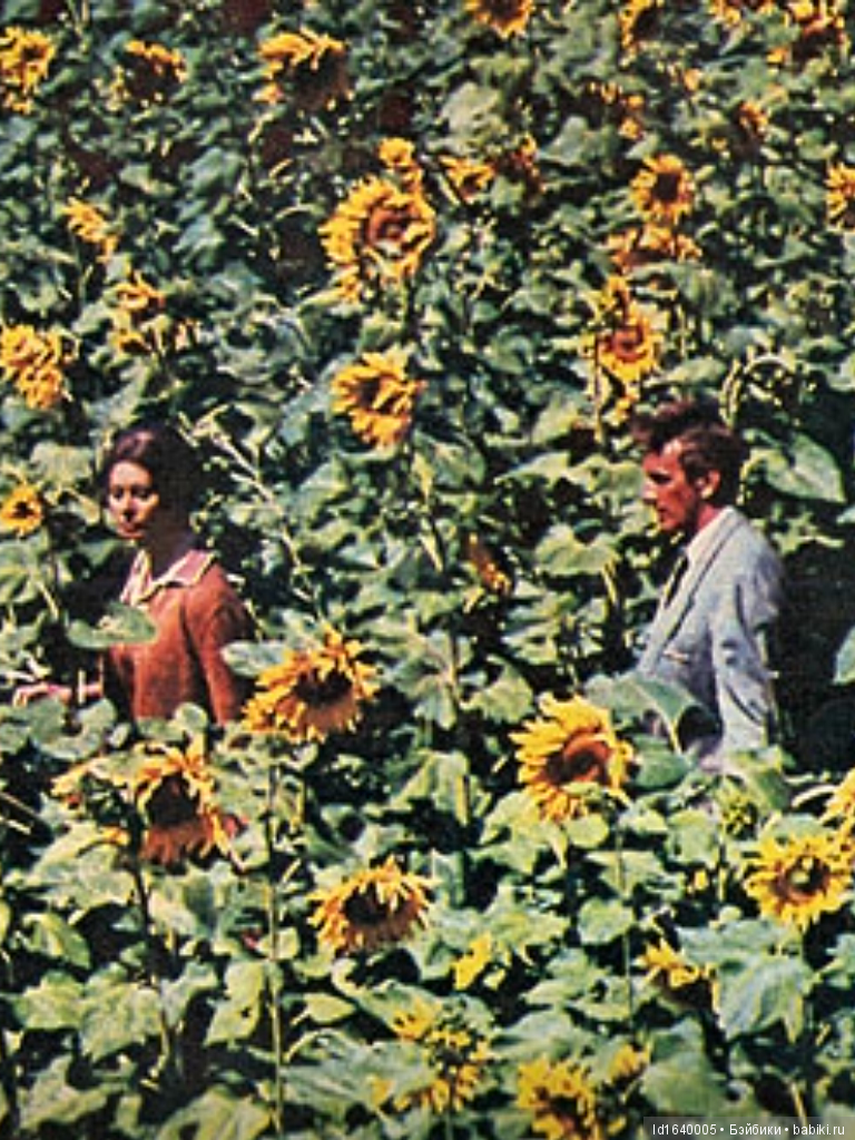 Когда отцветает гелиантус. Солнечный цветок