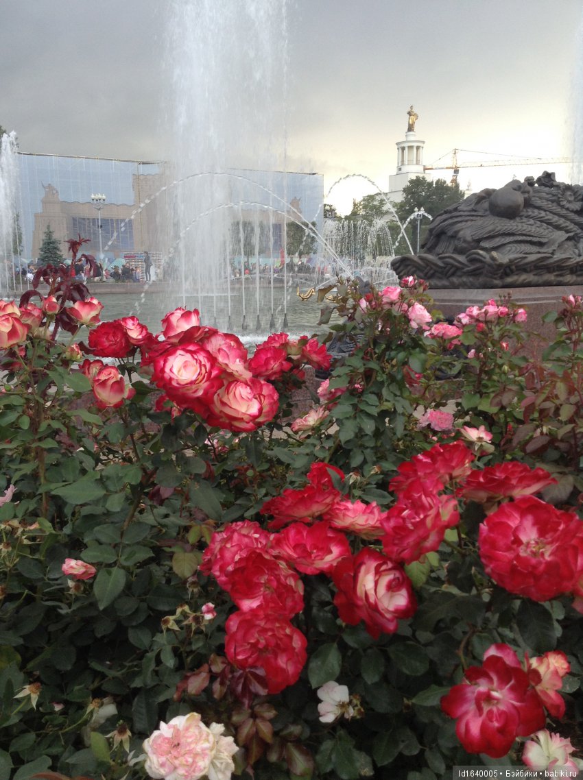 Когда отцветает гелиантус. Солнечный цветок