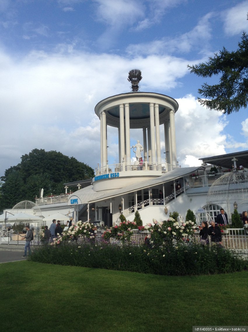 Когда отцветает гелиантус. Солнечный цветок (фото 7)