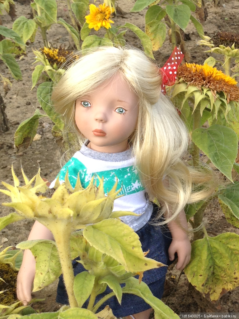 Когда отцветает гелиантус. Солнечный цветок