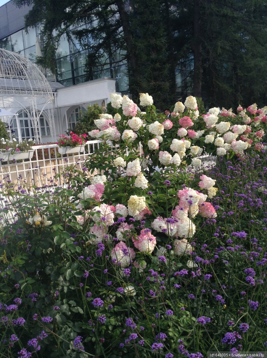 Когда отцветает гелиантус. Солнечный цветок (фото 8)