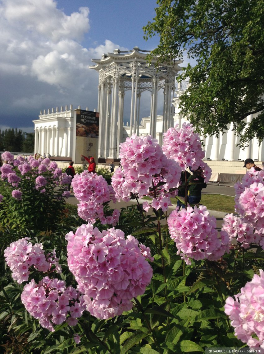 Когда отцветает гелиантус. Солнечный цветок