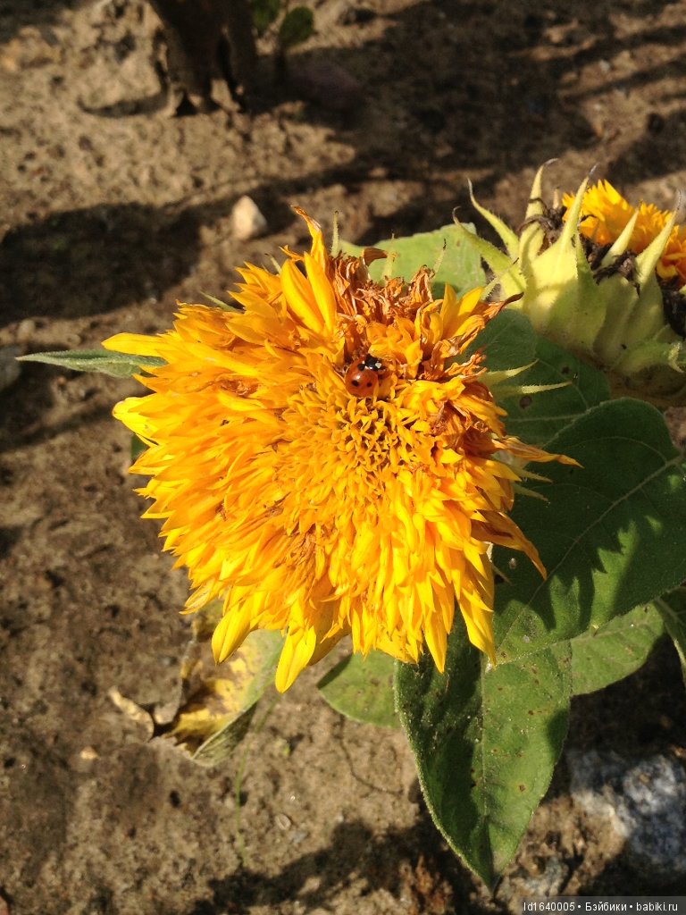 Когда отцветает гелиантус. Солнечный цветок