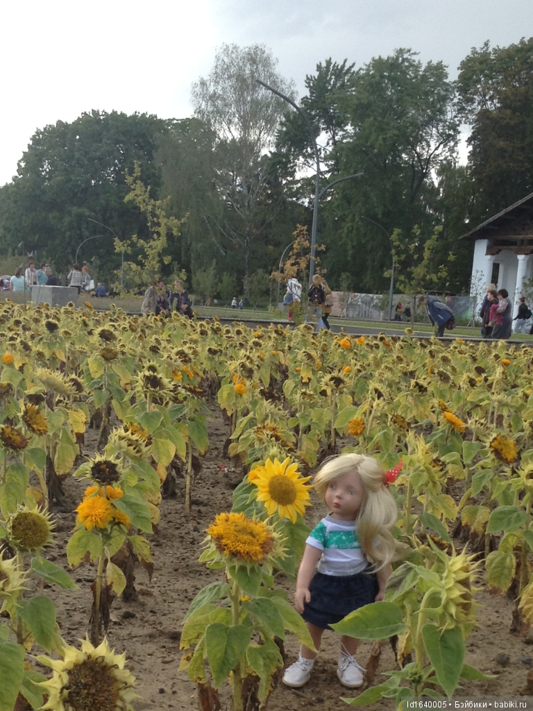 Когда отцветает гелиантус. Солнечный цветок