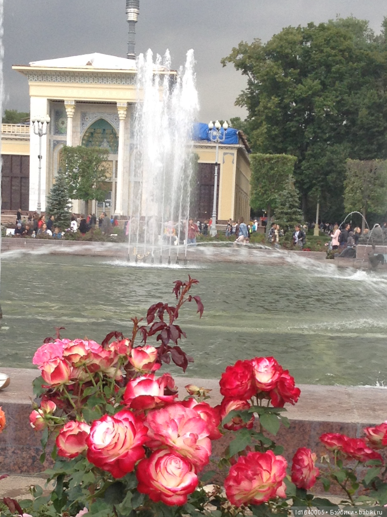 Когда отцветает гелиантус. Солнечный цветок (фото 6)