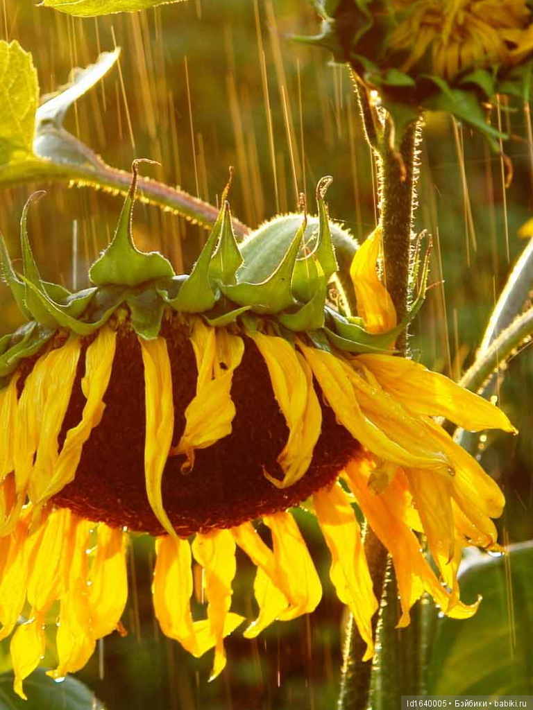 Когда отцветает гелиантус. Солнечный цветок