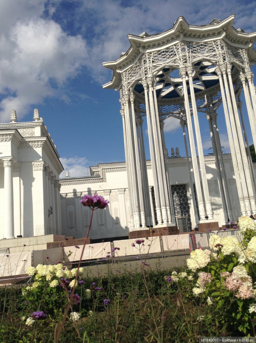 Когда отцветает гелиантус. Солнечный цветок (фото 2)