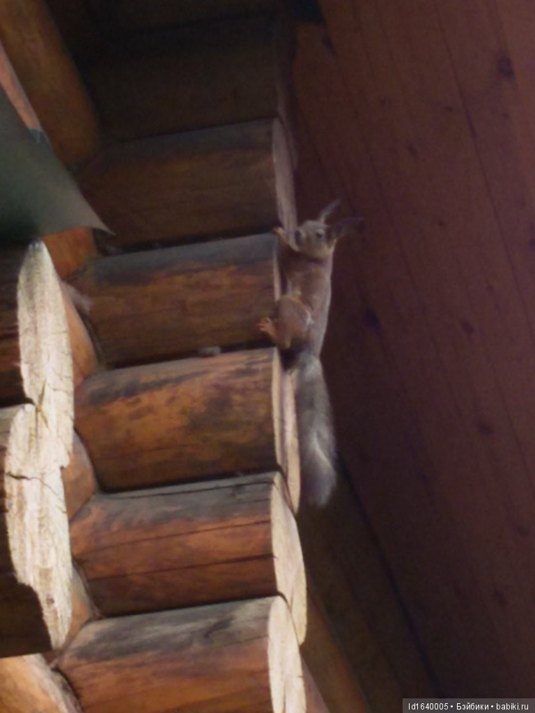 Лялька приехала — Игровые куклы Zwergnase (Цвергназе) Junior: Джуниор