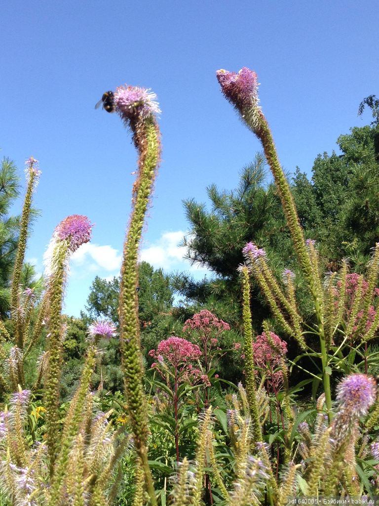 Лялька - гроза мышей. Мистер Пип (фото 3)