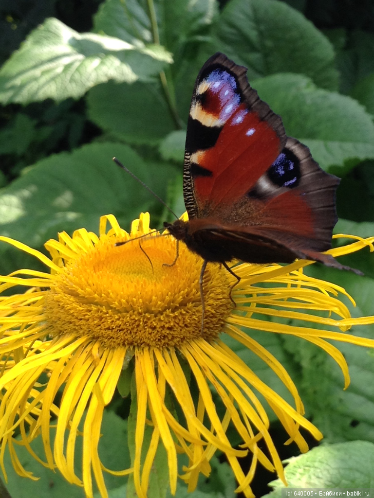 Лялька - гроза мышей. Мистер Пип