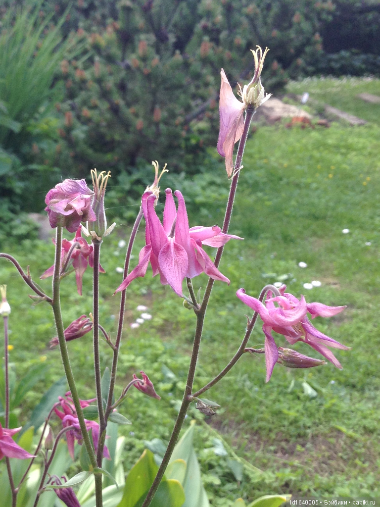 Лялька - гроза мышей. Мистер Пип