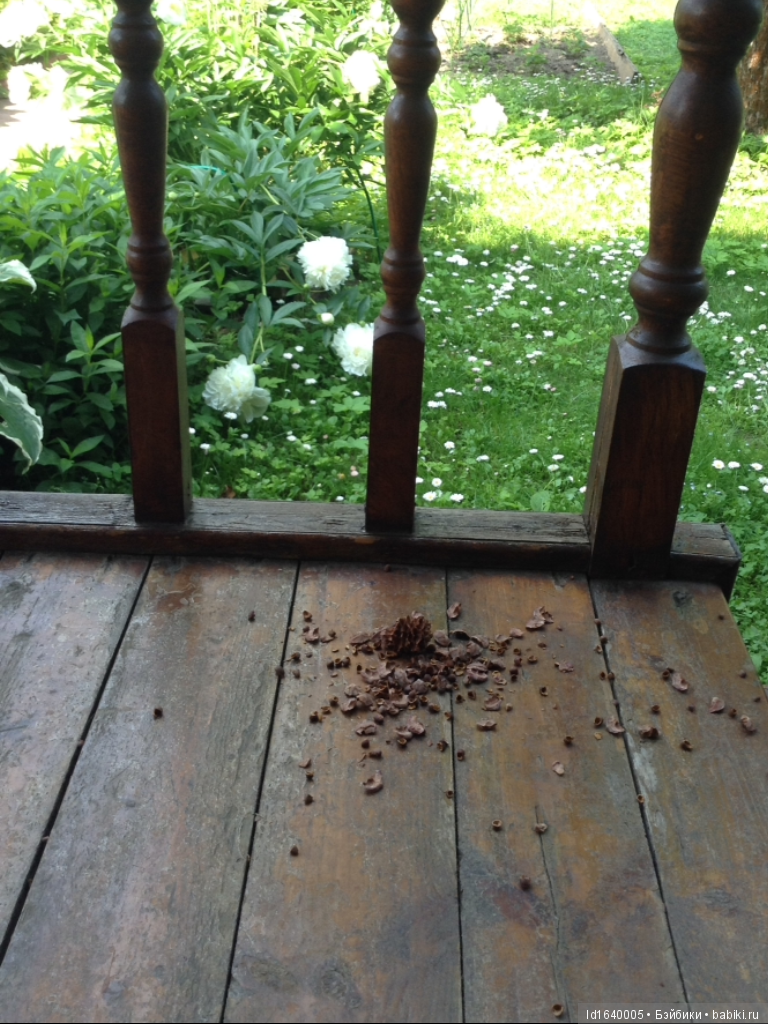 Лялька - гроза мышей. Мистер Пип (фото 6)