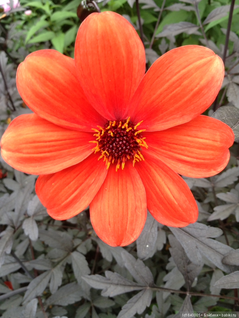 Лялька - гроза мышей. Мистер Пип