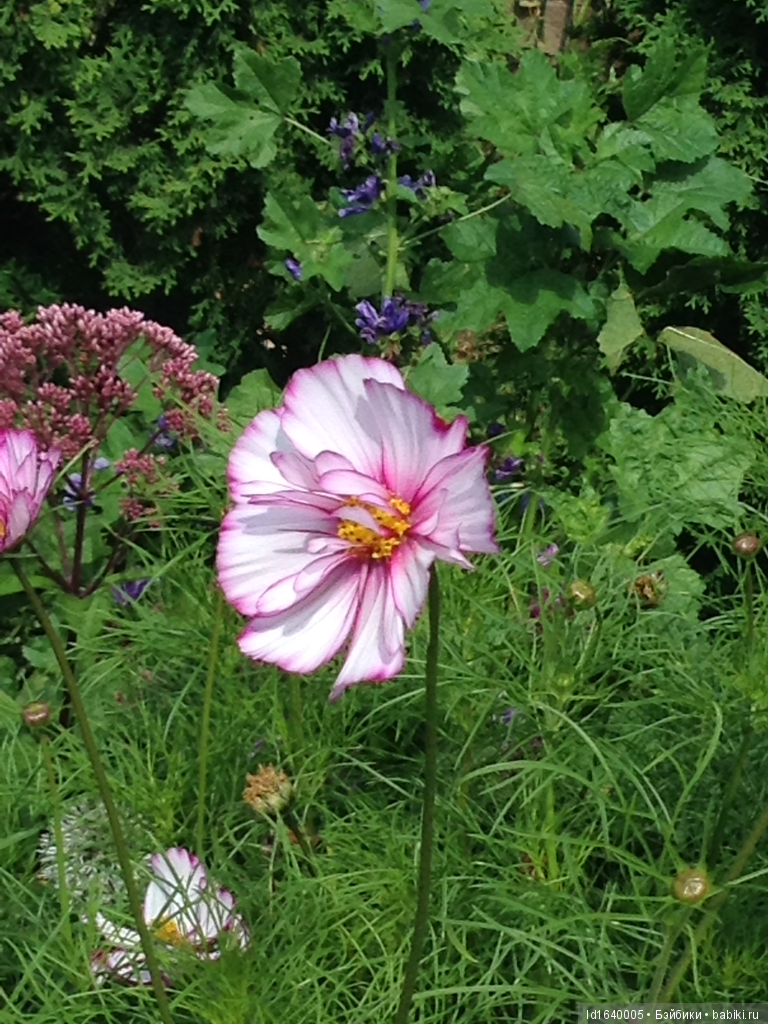 Лялька - гроза мышей. Мистер Пип