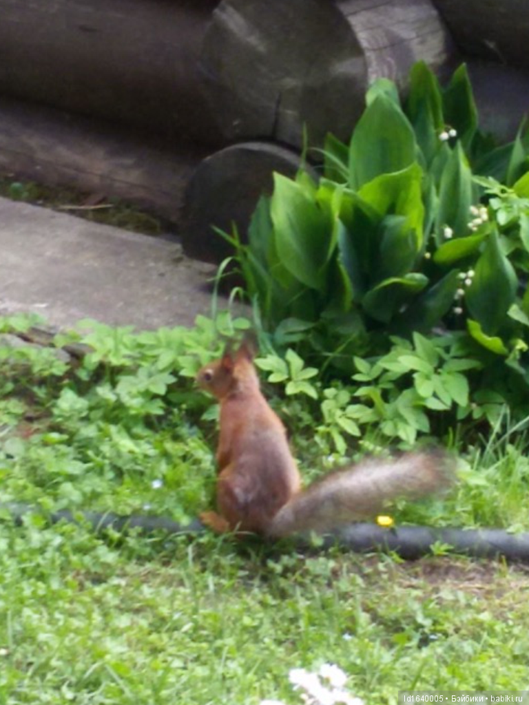 Лялька - гроза мышей. Мистер Пип (фото 4)