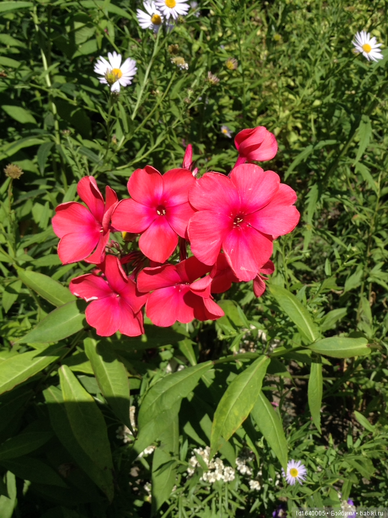 Лялька - гроза мышей. Мистер Пип (фото 2)