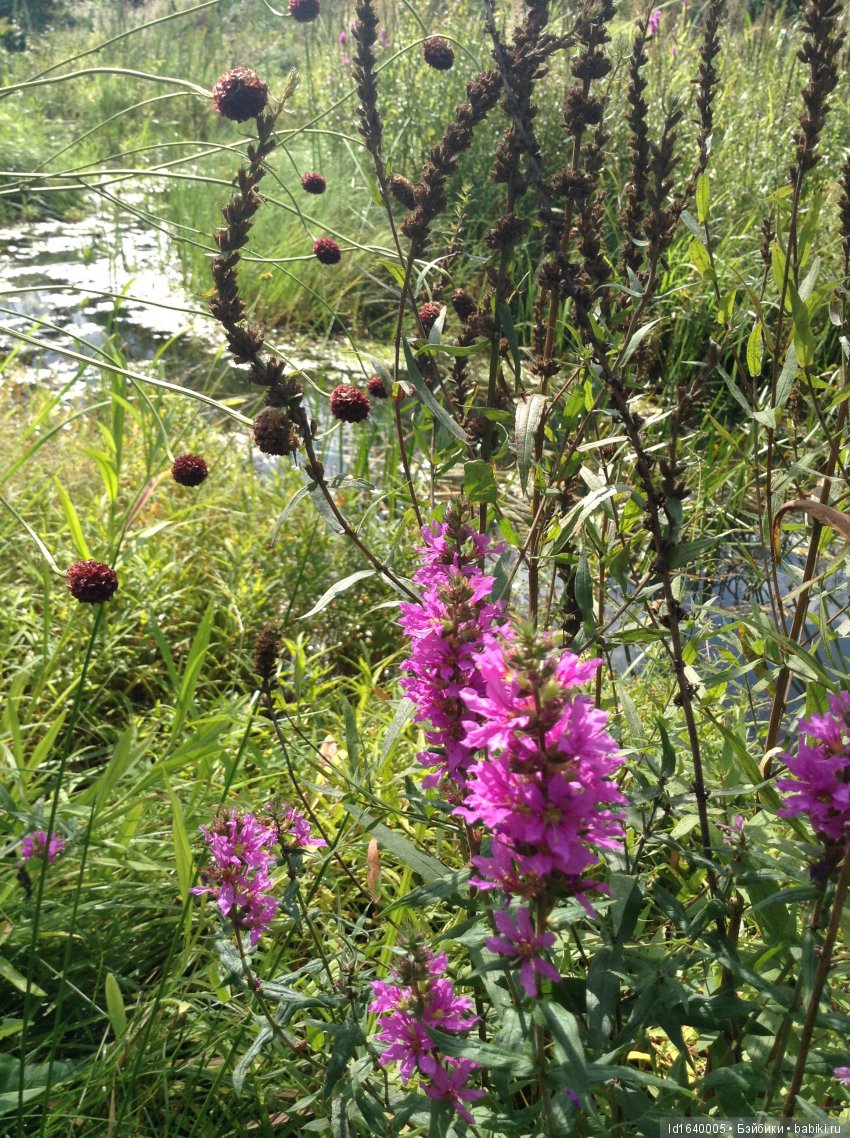 Аромат осеннего кофе — Игровые куклы Zwergnase (Цвергназе) Junior: Джуниор