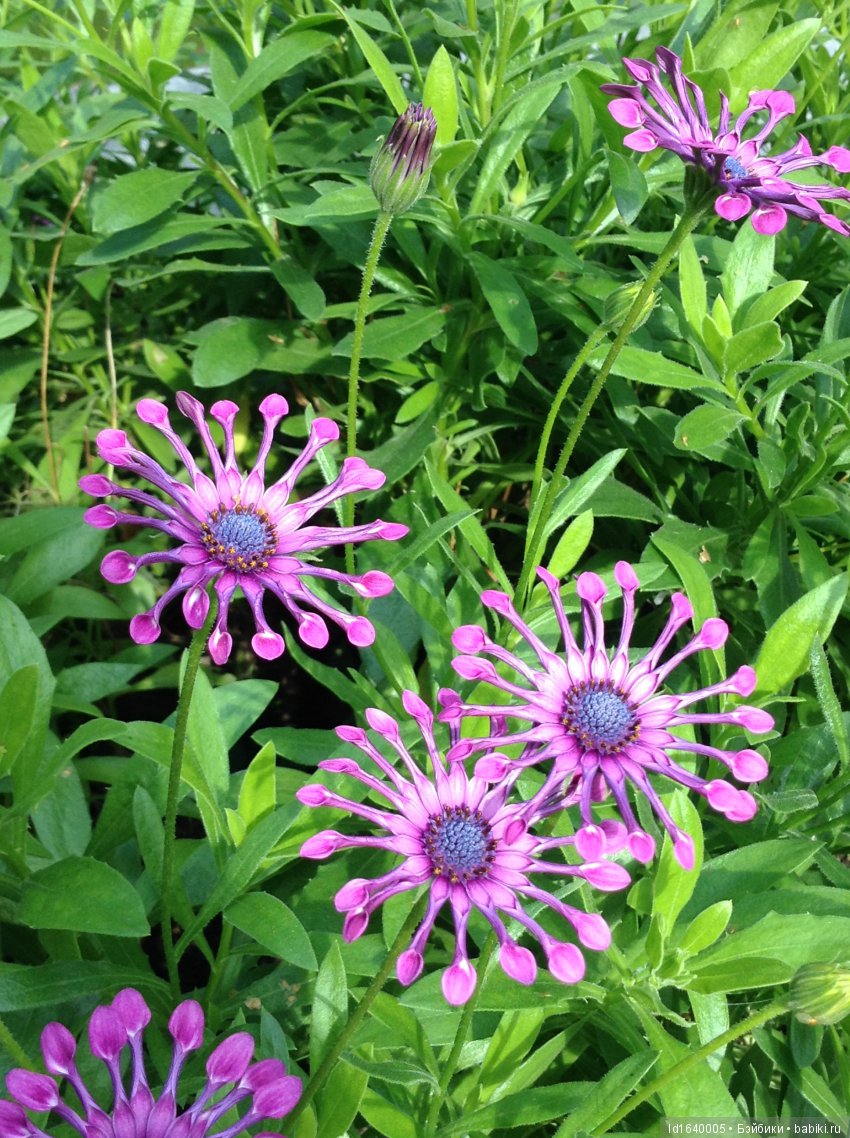 Аромат осеннего кофе — Игровые куклы Zwergnase (Цвергназе) Junior: Джуниор