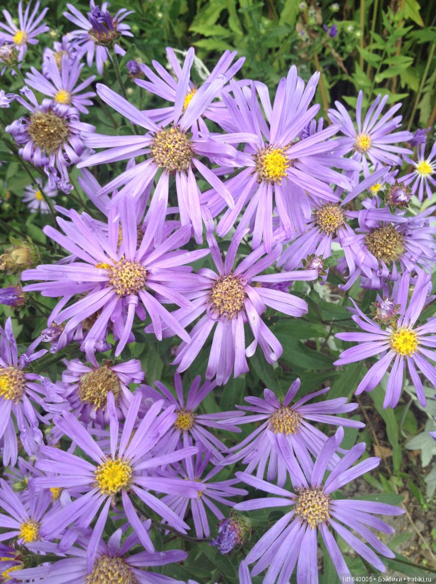 Аромат осеннего кофе — Игровые куклы Zwergnase (Цвергназе) Junior: Джуниор