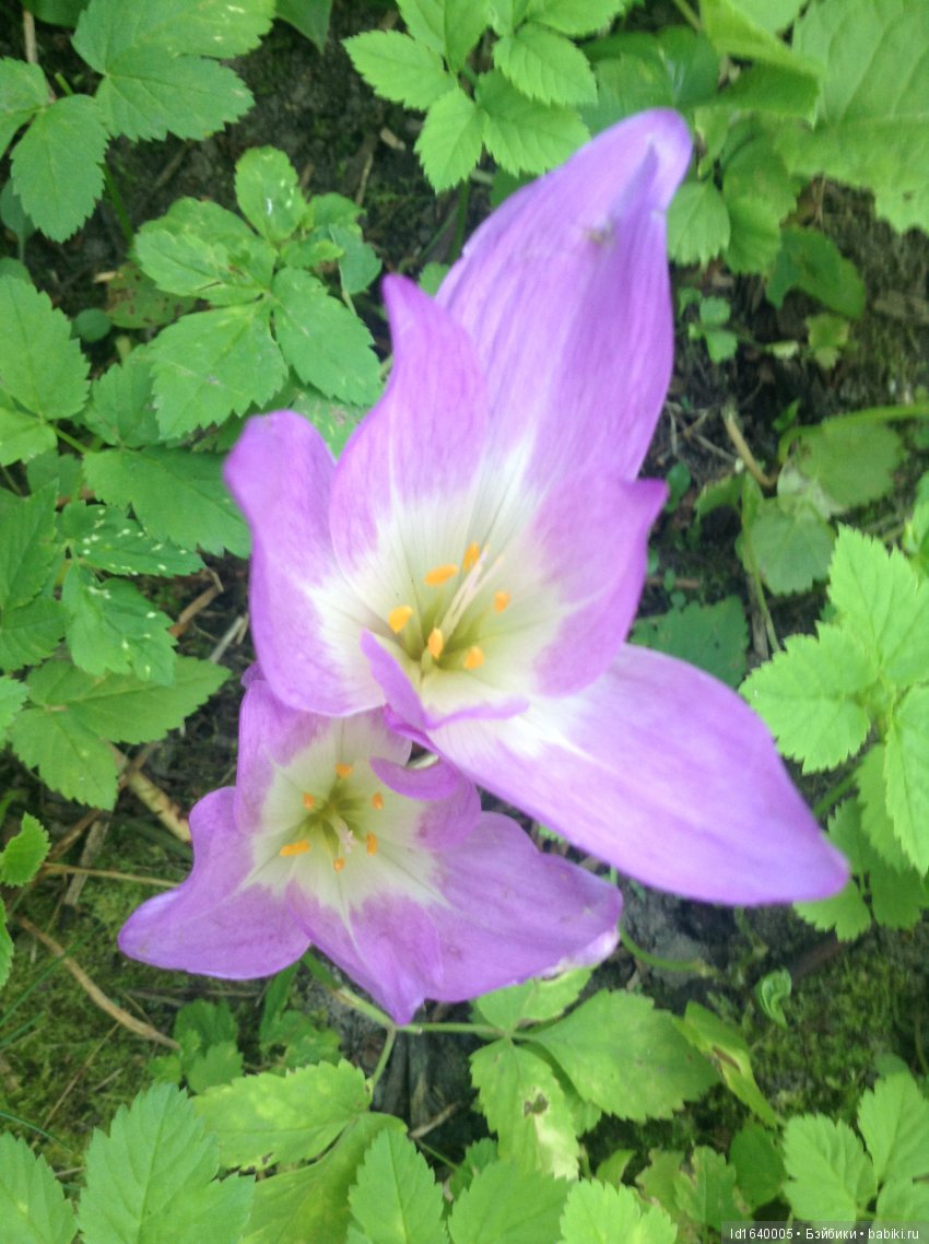 Аромат осеннего кофе — Игровые куклы Zwergnase (Цвергназе) Junior: Джуниор