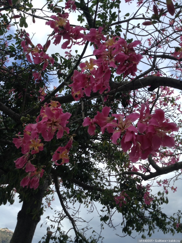 Путешествие с Минуш по Сицилии. Ч.2. Следы древних эллинов в цитрусовых рощах