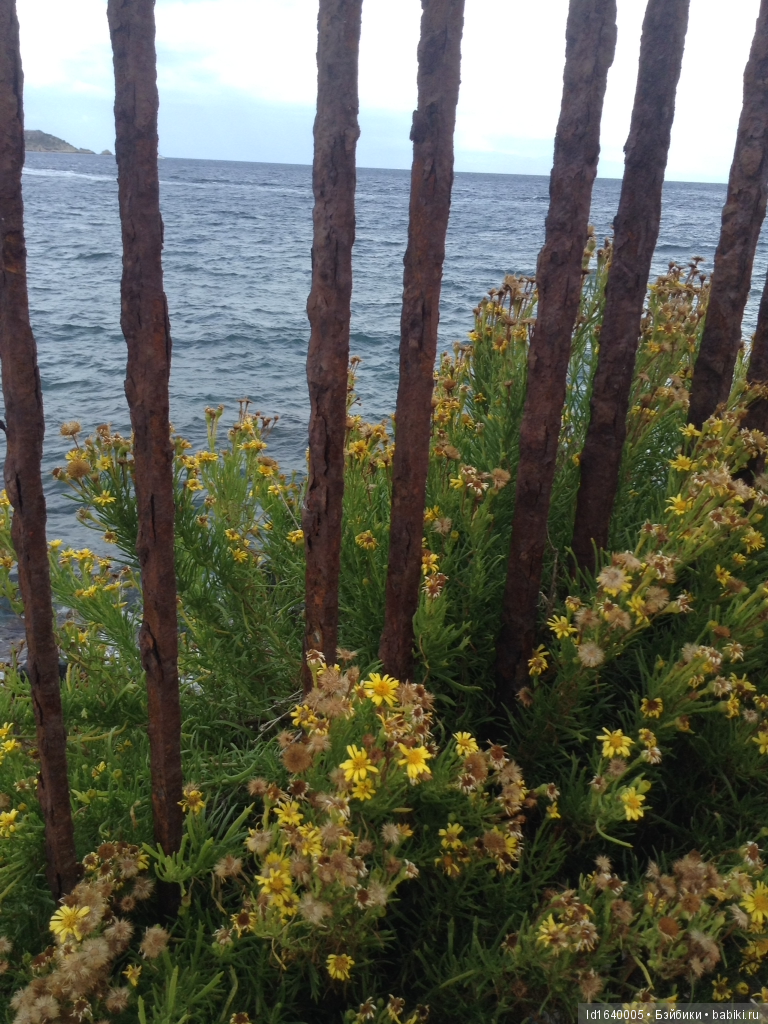 Путешествие с Минуш по Сицилии. Ч.2. Следы древних эллинов в цитрусовых рощах