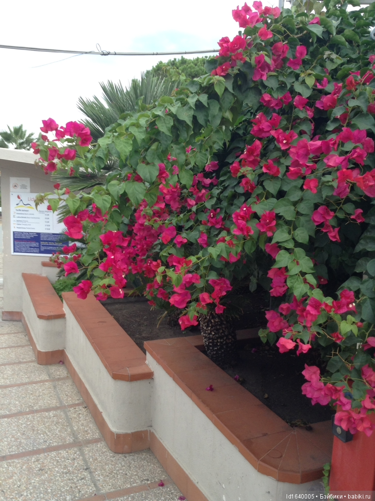 Путешествие с Минуш по Сицилии. Ч.2. Следы древних эллинов в цитрусовых рощах