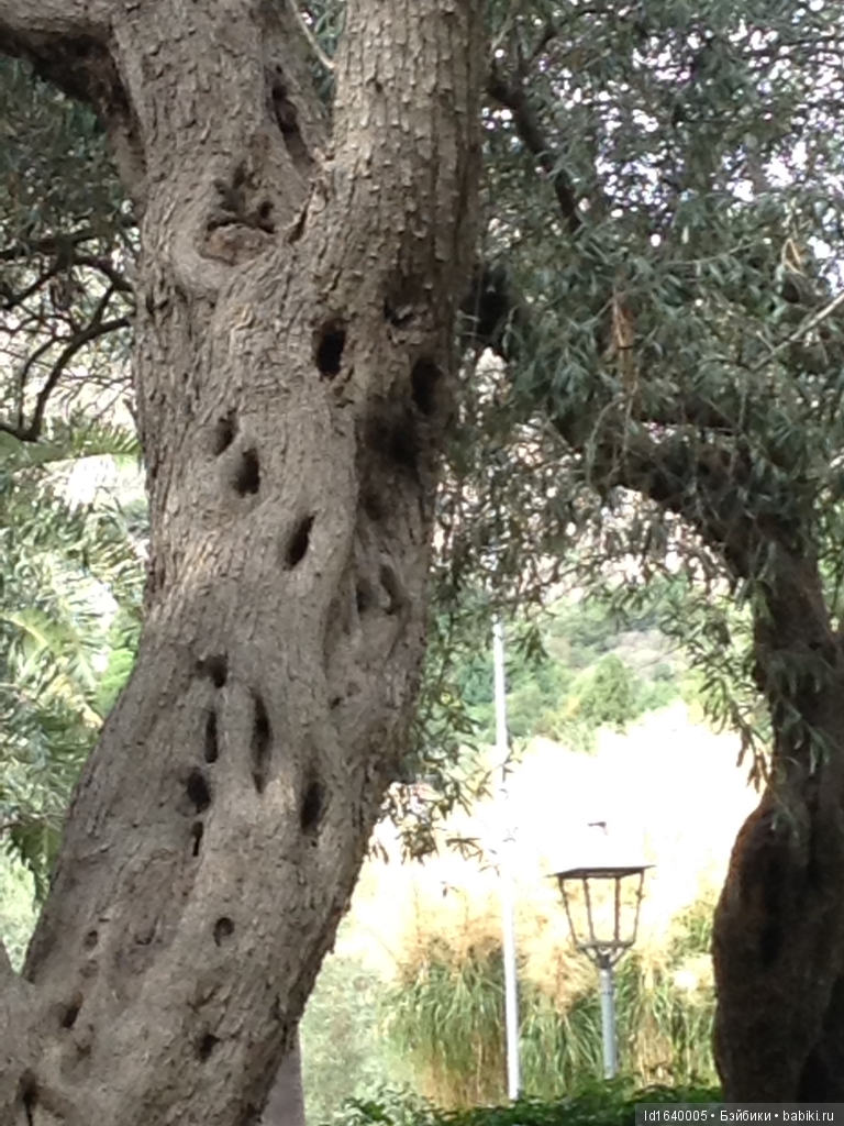 Путешествие с Минуш по Сицилии. Ч.4 Таормина - город с атмосферой счастья. Красивый остров Isola Bella